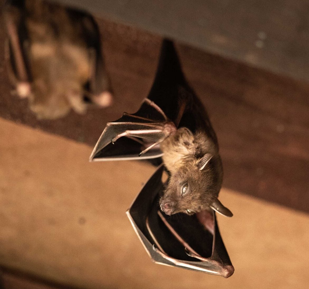 Expert bat removal services for a safe and humane solution in Milton